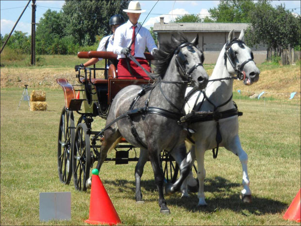 Коњске запреге кроз чуњеве